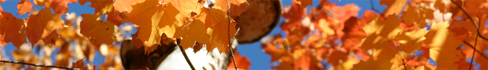 Holly Witteman random header image